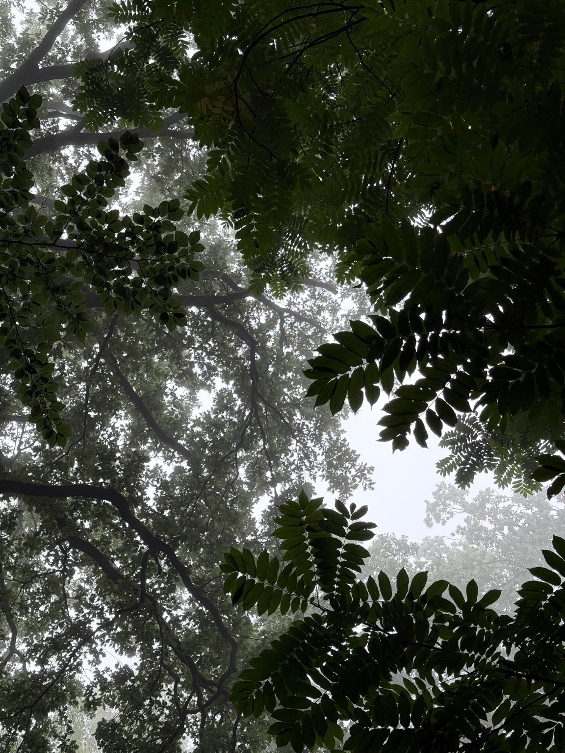 Yoga-Baum: fotorealistischer Ruhe-Moment in warmem Grün